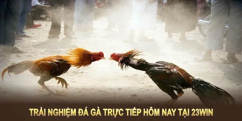 Các hình thức cá cược đá gà phổ biến tại nhà cái 23win